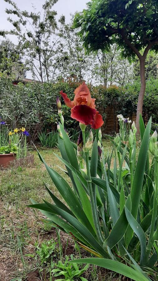 Maison Lumineuse Et Spacieuse Avec Jardin Arbore La Valette-du-Var Buitenkant foto